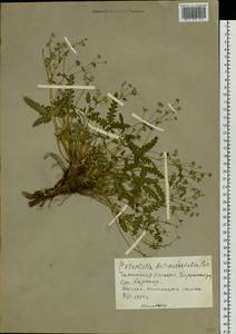 Potentilla betonicifolia Poir., Сибирь, Прибайкалье и Забайкалье (S4) (Россия)