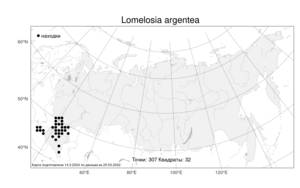 Lomelosia argentea, Ломелозия серебристая (L.) Greuter & Burdet, Атлас флоры России (FLORUS) (Россия)
