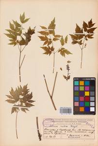 Actaea rubra subsp. rubra, Восточная Европа, Центральный лесной район (E5) (Россия)