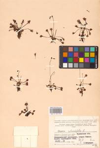 Росянка круглолистная L., Восточная Европа, Северный район (E1) (Россия)