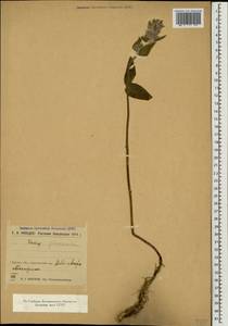 Чистец германский L., Кавказ, Турецкий Кавказ (K7) (Турция)