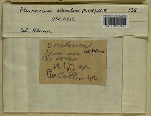 Pleurozium schreberi (Willd. ex Brid.) Mitt., Гербарий мохообразных, Мхи - Архангельская и Вологодская области, Коми, Ненецкий АО (B7) (Россия)