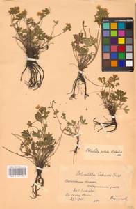 Лапчатка оттопырено-пушистая, Лапчатка поникшая Waldst. & Kit., Восточная Европа, Центральный лесостепной район (E6) (Россия)