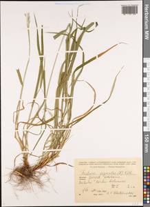 Lolium giganteum (L.) Darbysh., Кавказ, Грузия (K4) (Грузия)
