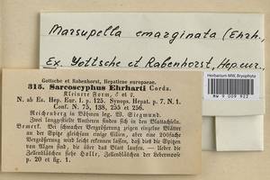 Marsupella emarginata (Ehrh.) Dumort., Гербарий мохообразных, Мхи - Западная Европа (BEu) (Чехия)