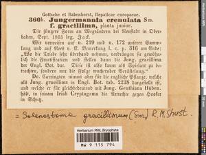 Solenostoma gracillimum (Sm.) R.M. Schust., Гербарий мохообразных, Мхи - Западная Европа (BEu) (Германия)