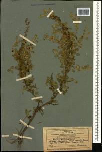 Ononis spinosa subsp. antiquorum (L.)Briq., Кавказ, Азербайджан (K6) (Азербайджан)