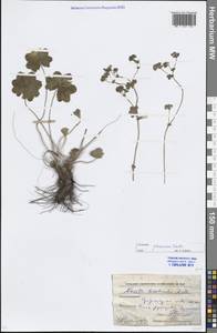 Манжетка сизоватая Wallr., Восточная Европа, Московская область и Москва (E4a) (Россия)