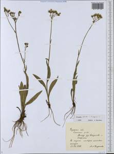 Pilosella echioides × onegensis, Восточная Европа, Центральный район (E4) (Россия)