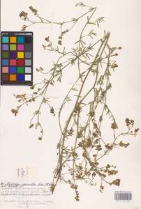 Medicago caerulea × falcata, Восточная Европа, Нижневолжский район (E9) (Россия)