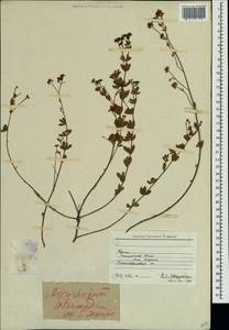 Lotus herbaceus (Vill.) Jauzein, Крым (KRYM) (Россия)