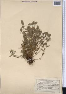 Thymus pannonicus All., Средняя Азия и Казахстан, Северный и Центральный Тянь-Шань (M4) (Казахстан)