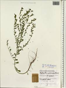 Phyllanthus maderaspatensis L., Зарубежная Азия (ASIA) (Мальдивы)