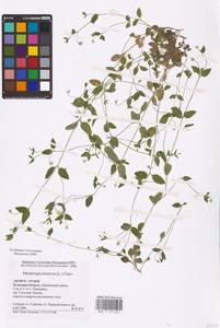 Мерингия трехжилковая (L.) Clairv., Восточная Европа, Центральный район (E4) (Россия)