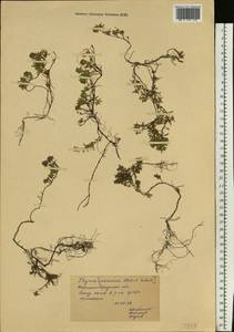 Чабрец, Восточная Европа, Северо-Украинский район (E11) (Украина)