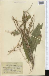 Lindelofia anchusoides subsp. anchusoides, Средняя Азия и Казахстан, Западный Тянь-Шань и Каратау (M3) (Узбекистан)