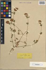 Trifolium setiferum Boiss., Зарубежная Азия (ASIA) (Турция)