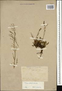 Щавель щавельковидный (Balansa) Den Nijs, Кавказ, Турецкий Кавказ (K7) (Турция)