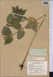 Urtica gracilis Aiton, Америка (AMER) (Канада)