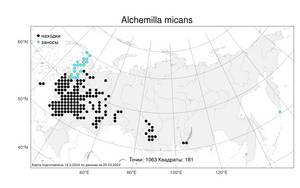 Alchemilla micans, Манжетка сверкающая Buser, Атлас флоры России (FLORUS) (Россия)
