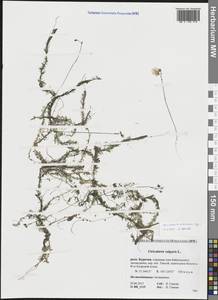 Пузырчатка крупнокорневая Leconte, Сибирь, Прибайкалье и Забайкалье (S4) (Россия)