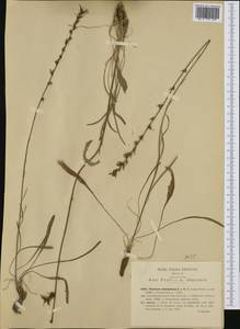 Asyneuma limonifolium (L.) Janch., Западная Европа (EUR) (Италия)