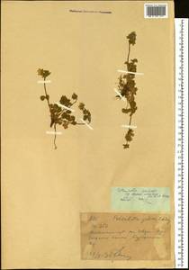 Лапчатка Кранца холодная (C.A.Mey.) Soják, Сибирь, Западный (Казахстанский) Алтай (S2a) (Казахстан)