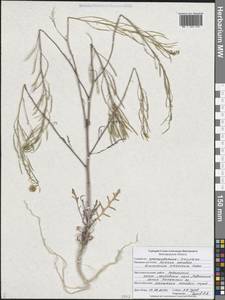 Guenthera cartilaginea (Pall. ex DC.) V.I.Dorof., Восточная Европа, Центральный лесостепной район (E6) (Россия)