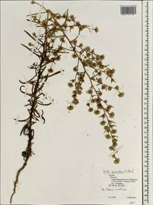 Dittrichia graveolens (L.) Greuter, Зарубежная Азия (ASIA) (Турция)