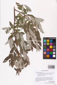 Ива лопарская L., Восточная Европа, Центральный район (E4) (Россия)