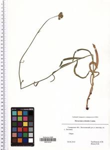 Pilosella echioides subsp. echioides, Восточная Европа, Средневолжский район (E8) (Россия)