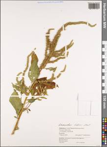 Amaranthus dubius Mart., Африка (AFR) (Зимбабве)