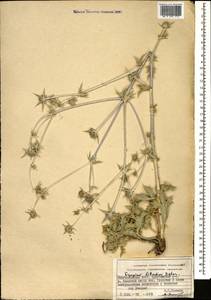 Eryngium billardierei F. Delaroche, Кавказ, Азербайджан (K6) (Азербайджан)
