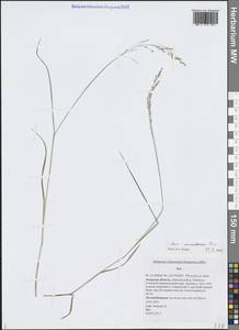 Мятлик урсульский Trin., Сибирь, Дальний Восток (S6) (Россия)