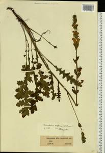 Мытник скипетровидный L., Восточная Европа, Западный район (E3) (Россия)