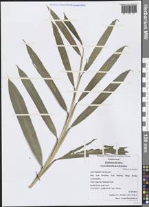 Wurfbainia villosa (Lour.) Škorničk. & A.D.Poulsen, Зарубежная Азия (ASIA) (Вьетнам)