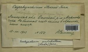 Eurhynchiastrum pulchellum (Hedw.) Ignatov & Huttunen, Гербарий мохообразных, Мхи - Центральное Черноземье (B10) (Россия)