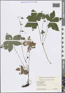 Герань стройная Ledeb., Кавказ, Черноморское побережье (от Новороссийска до Адлера) (K3) (Россия)