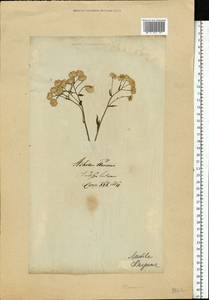 Achillea ptarmica subsp. ptarmica, Восточная Европа, Литва (E2a) (Литва)