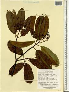 Photinia serratifolia (Desf.) Kalkman, Зарубежная Азия (ASIA) (КНР)