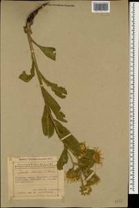 Pentanema mariae (Bordz.) D. Gut. Larr., Santos-Vicente, Anderb., E. Rico & M. M. Mart. Ort., Кавказ, Армения (K5) (Армения)