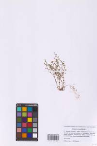 Песчанка тимьянолистная L., Восточная Европа, Московская область и Москва (E4a) (Россия)