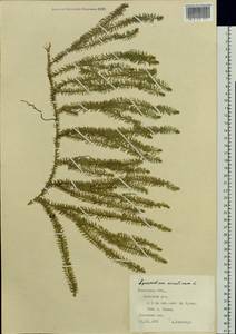 Spinulum annotinum subsp. annotinum, Восточная Европа, Западно-Украинский район (E13) (Украина)