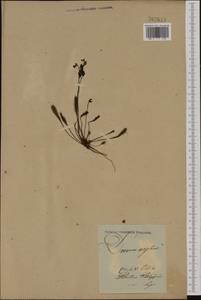 Drosera superrotundifolio-longifolia Gren., Восточная Европа, Литва (E2a) (Литва)