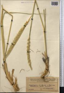 Волоснец кистистый, Колосняк кистистый (Lam.) Tzvelev, Средняя Азия и Казахстан, Прикаспийский Устюрт и Северное Приаралье (M8) (Казахстан)