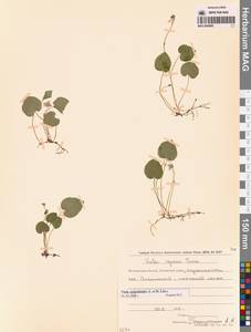 Viola epipsila subsp. repens (Turcz.) W.Becker, Сибирь, Чукотка и Камчатка (S7) (Россия)