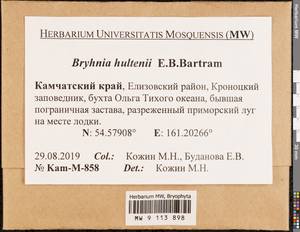 Brachythecium hultenii (E.B. Bartram) Min Li & Y.F. Wang, Гербарий мохообразных, Мхи - Чукотка и Камчатка (B21) (Россия)