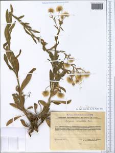 Erigeron acris subsp. acris, Крым (KRYM) (Россия)