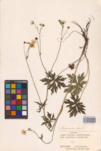 Лютик едкий L., Восточная Европа, Эстония (E2c) (Эстония)