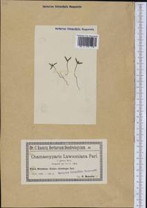 Chamaecyparis lawsoniana (A. Murray bis) Parl., Америка (AMER) (Польша)